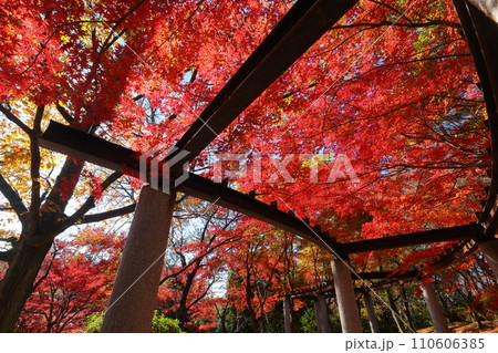 埼玉県東松山市岩殿 物見山公園の一画の紅葉したモミジ群生 埼玉県東松山市岩殿 物見山公園の一画の紅葉したモミジ群生 110606385