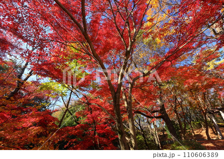 埼玉県東松山市岩殿 物見山公園の一画の紅葉したモミジ群生 埼玉県東松山市岩殿 物見山公園の一画の紅葉したモミジ群生 110606389