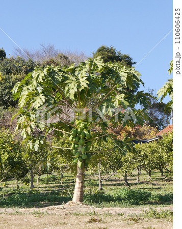 パパイヤ 110606425