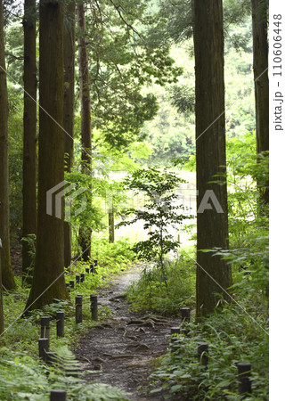 緑に囲まれた森の小道 110606448