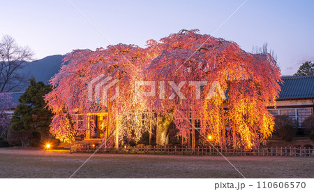 杵原学校の枝垂れ桜(ライトアップ) 杵原学校の枝垂れ桜(ライトアップ) 110606570