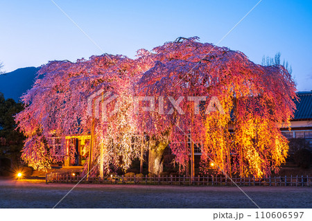 杵原学校の枝垂れ桜（ライトアップ） 110606597