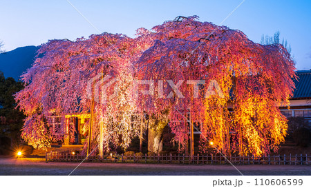 杵原学校の枝垂れ桜(ライトアップ) 杵原学校の枝垂れ桜(ライトアップ) 110606599