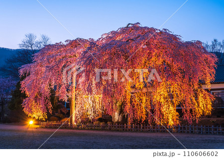 杵原学校の枝垂れ桜(ライトアップ) 杵原学校の枝垂れ桜(ライトアップ) 110606602