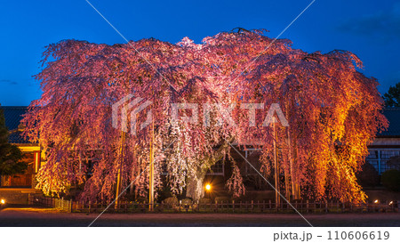 杵原学校の枝垂れ桜(ライトアップ) 杵原学校の枝垂れ桜(ライトアップ) 110606619
