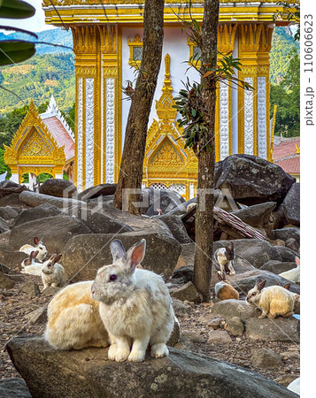 Wat Pra Putthabat Phu Kwai Ngoen, the rabbit temple, in Chiang Khan, Loei, Thailand Wat Pra Putthabat Phu Kwai Ngoen, the rabbit temple, in Chiang Khan, Loei, Thailand 110606623