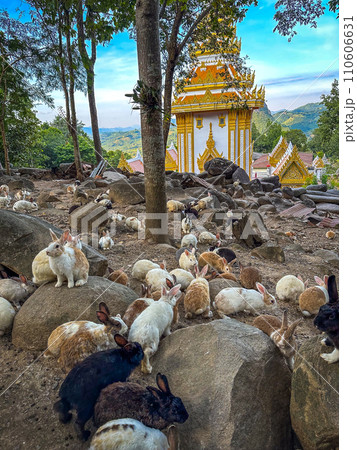 Wat Pra Putthabat Phu Kwai Ngoen, the rabbit temple, in Chiang Khan, Loei, Thailand 110606631