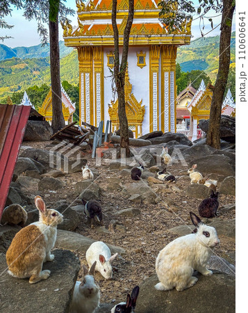 Wat Pra Putthabat Phu Kwai Ngoen, the rabbit temple, in Chiang Khan, Loei, Thailand 110606641