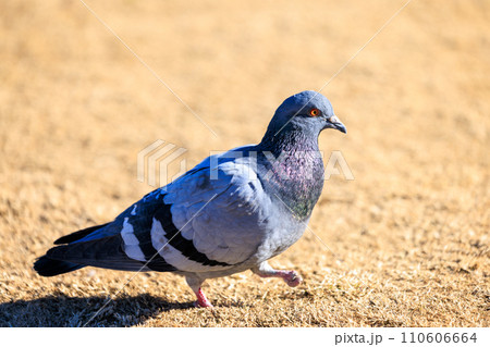 怪我をして足先がない野生の鳩 110606664
