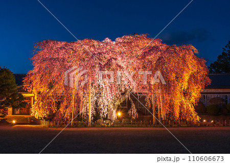 杵原学校の枝垂れ桜(ライトアップ) 杵原学校の枝垂れ桜(ライトアップ) 110606673