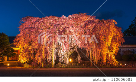 杵原学校の枝垂れ桜（ライトアップ） 110606683