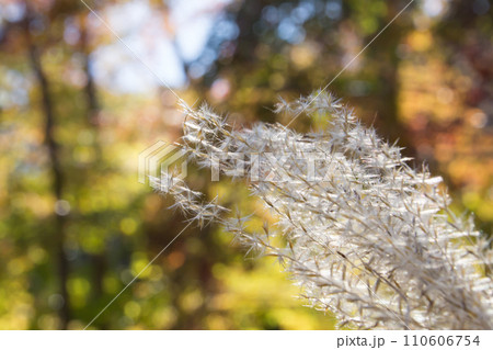 紅葉をバックにきらめくススキの穂 紅葉をバックにきらめくススキの穂 110606754