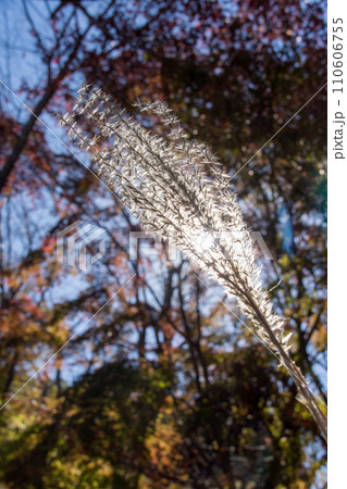 紅葉をバックに陽光に透けるススキの穂 紅葉をバックに陽光に透けるススキの穂 110606755