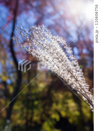 紅葉をバックに陽光に透けるススキの穂 110606756