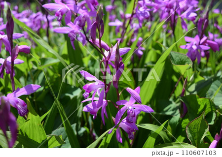 シランの花 シランの花 110607103