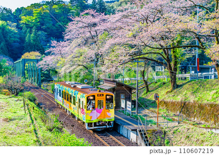 樽見鉄道 サクラ咲く日当駅 樽見鉄道 サクラ咲く日当駅 110607219