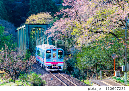 樽見鉄道　サクラ咲く日当駅 110607221