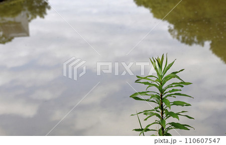 水辺に生える草 水辺に生える草 110607547