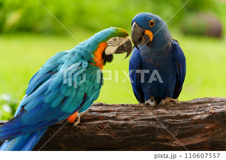 hyacinth macaw (anodorhynchus hyacinthinus) with blue-and-yellow macaw (Ara ararauna) 110607557