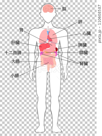 人間の主要な臓器の名称 110608587