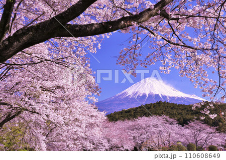 日本の春　富士山と桜 110608649