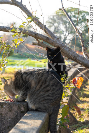 自然公園の柵の上で目の前でキジトラ柄の野良猫が餌を食べているのをじっと見つめる黒猫 110608787