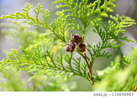 ヒノキ(桧)の果実と枝葉 ヒノキ(桧)の果実と枝葉 110608983