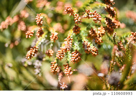 早春のスギ(杉)の雄花 早春のスギ(杉)の雄花 110608993