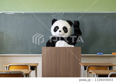学校の教室の黒板の前に立つ可愛いパンダ 110609003
