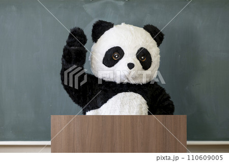 学校の教室の黒板の前に立つ可愛いパンダ 110609005