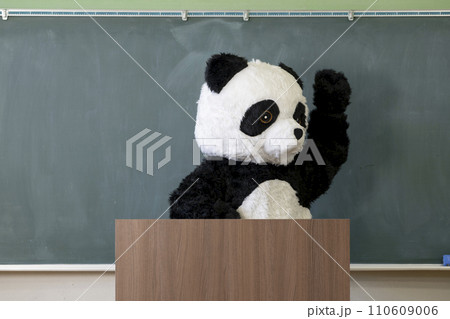 学校の教室の黒板の前に立つ可愛いパンダ 110609006