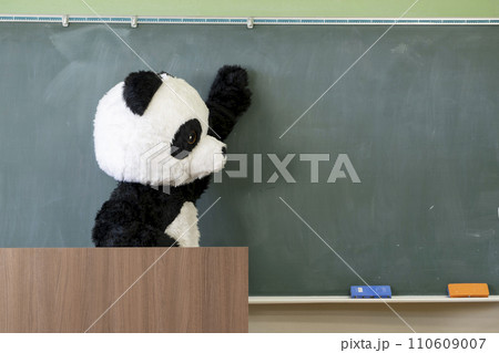 学校の教室の黒板の前に立つ可愛いパンダ 110609007