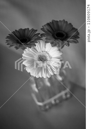 Monochromatic Gerberas in Vase 110609174
