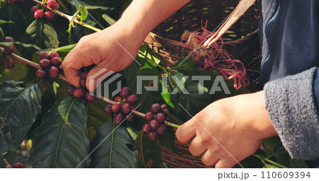 Close up hands harvest red seed in basket robusta arabica plant farm. Coffee plant farm woman Hands harvest raw coffee beans. Ripe Red berries plant fresh seed coffee tree growth in green eco farm 110609394