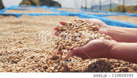 Close up Hand with Raw coffee beans heap dry green seed. Farmer's hands selected waste rod unroasted grain in eco farm. Arabica farm plant coffee bean agriculture objects. Sun dried Fresh black coffee 110609395