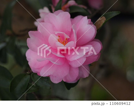 日陰に咲いたピンクのサザンカ(一輪の乙女山茶花の花) 日陰に咲いたピンクのサザンカ(一輪の乙女山茶花の花) 110609412