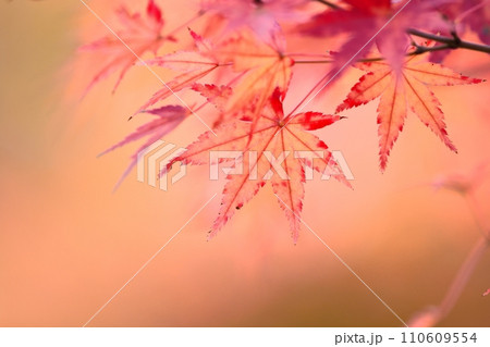 紅葉 110609554