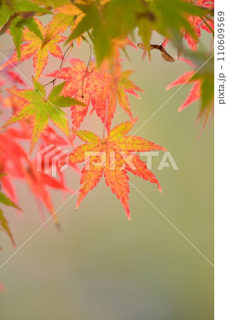 紅葉 110609569