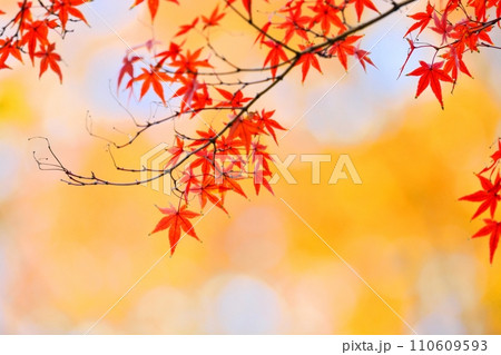 紅葉 紅葉 110609593