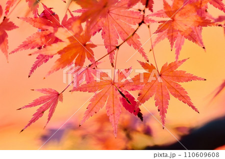 紅葉 紅葉 110609608