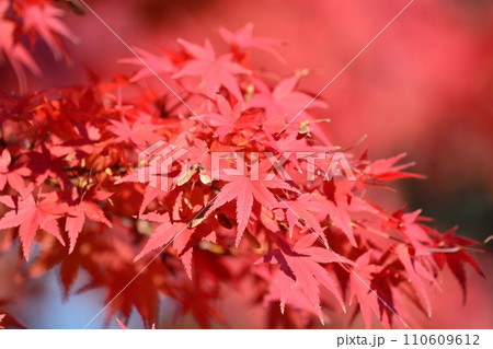 紅葉 110609612