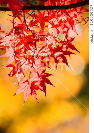 紅葉 110609627