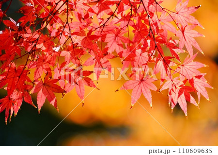 紅葉 110609635