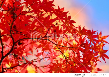 紅葉 110609637