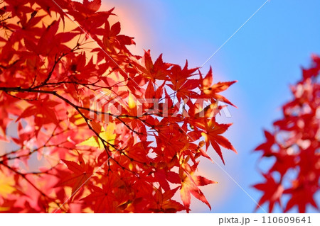 紅葉 紅葉 110609641