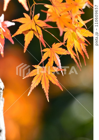 紅葉 紅葉 110609657