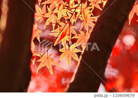 紅葉 紅葉 110609679