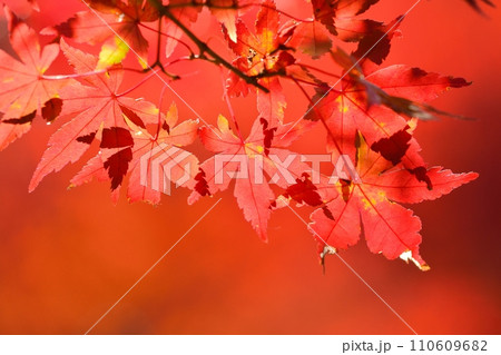 紅葉 紅葉 110609682