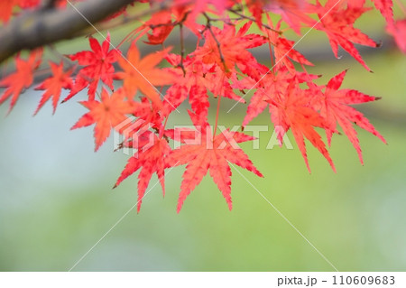 紅葉 紅葉 110609683