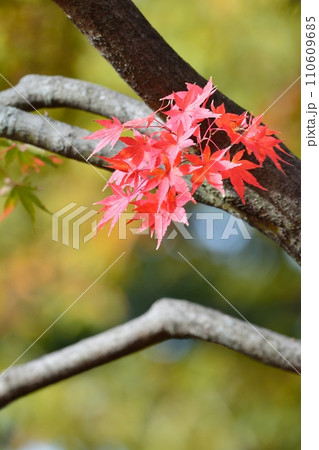 紅葉 110609685